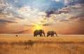 Elefanten zu Fuß auf Herbst Wiese Sonnenuntergang Malerei von Fotos zu Kunst